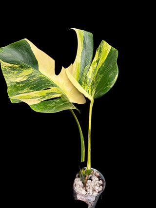 Monstera Aurea 2 Leaves
