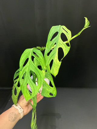 Monstera Adansonii Indo Mint - 7 Leaves