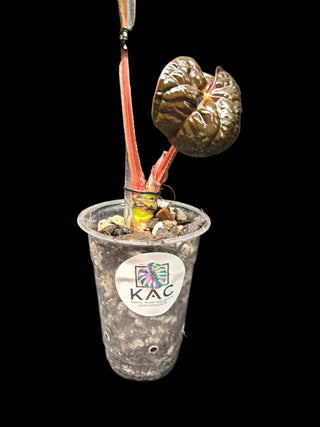 Anthurium Luxurians