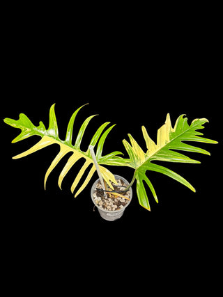 Philodendron FB x Tortum