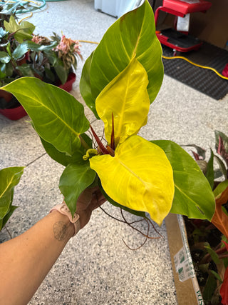 Philodendron Red/Yellow Flame