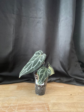 Anthurium Pap Skg Red Crystal X Doc. Block Michelle