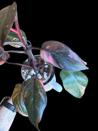 Philodendron Fire Princess