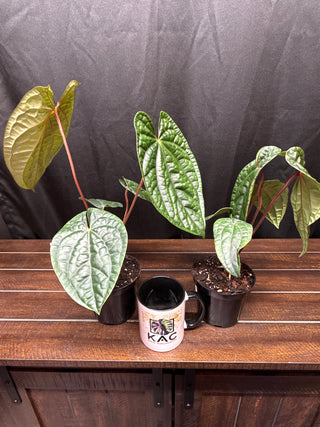 Anthurium RVDP x Luxurians