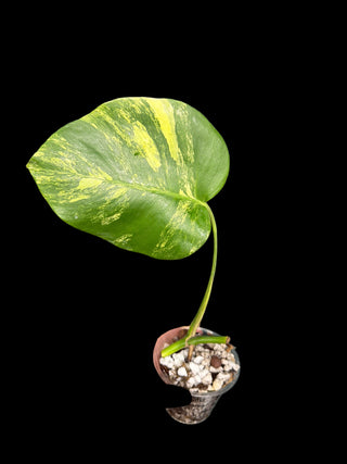 Monstera Aurea Single Leaf