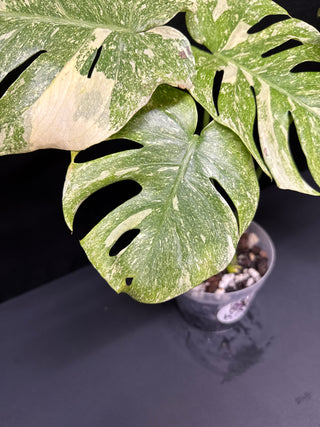 Monstera Platinum
