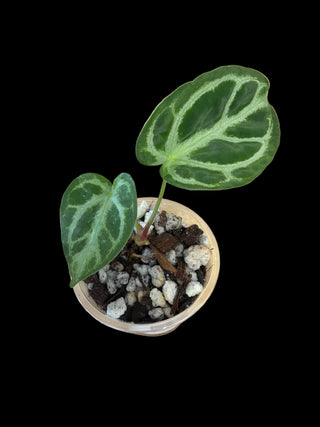 Anthurium Hybrid Silver Blush - 2.5"