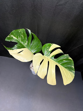 Monstera Jungle Mint - 2 Leaves