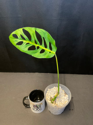 Monstera Esquelleto 4.5" Pot - 1 Leaf