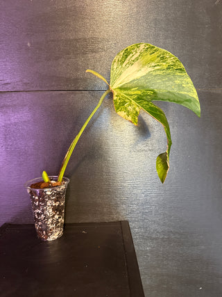 Monstera Aurea Single Leaf