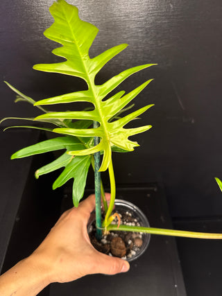 Philodendron Florida Beauty x Tortum - 3 Big Leaves