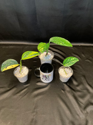Monstera Peru Variegated - 2 Leaves
