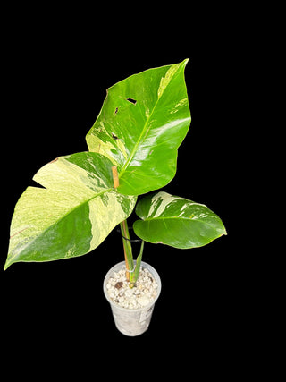 Monstera Jungle Mint - 3 Leaves
