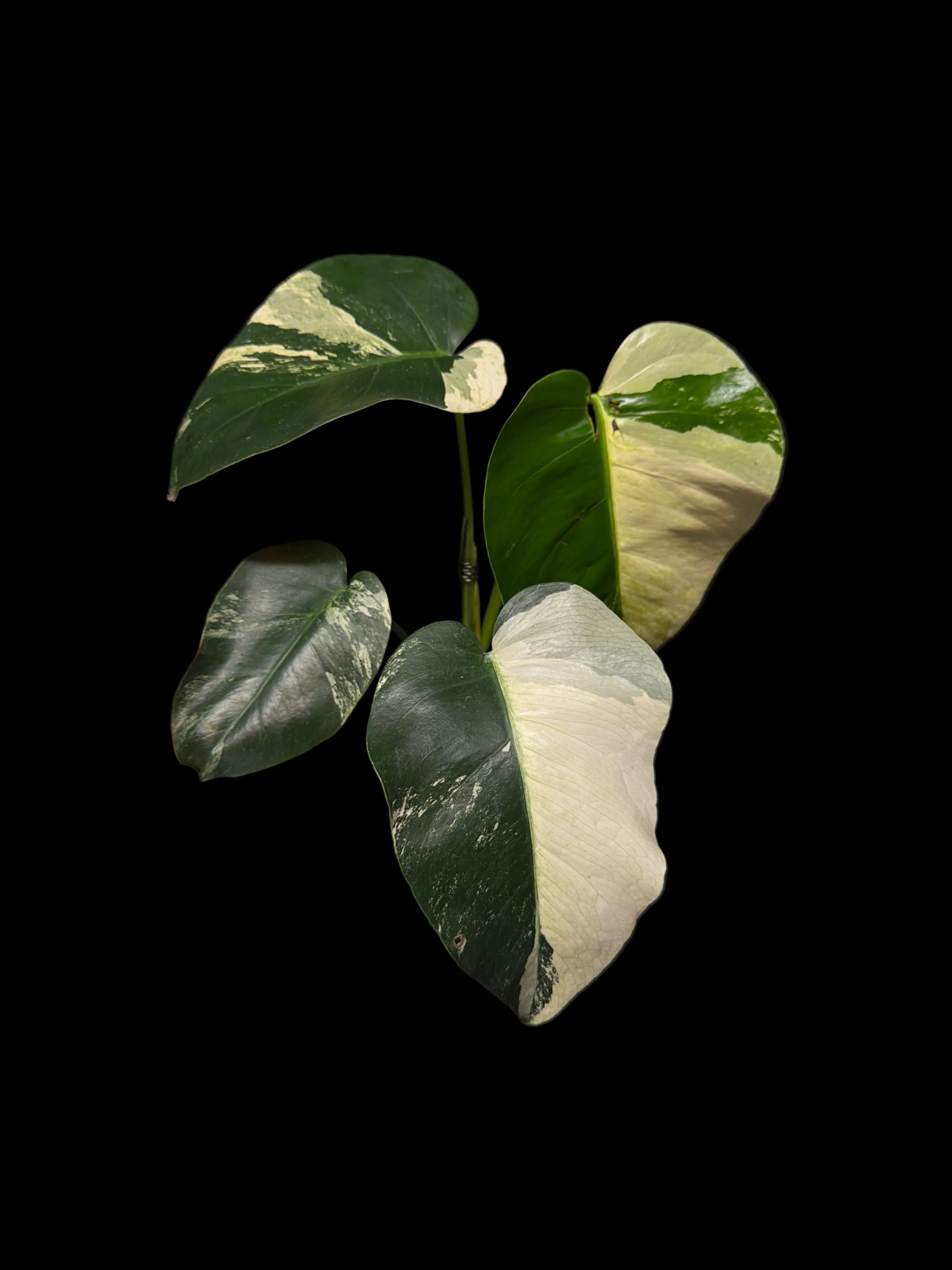 monstera jungle mint Monstera Jungle Mint