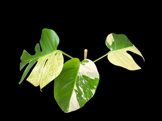 Monstera Jungle Mint - 3 Leaves