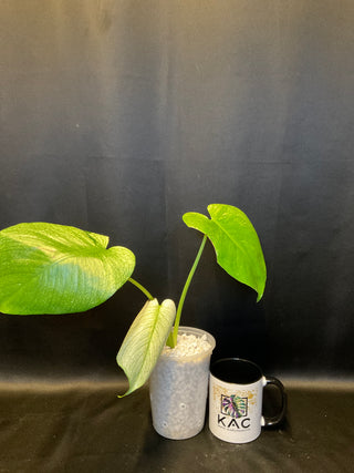 Monstera Silver Star AN58