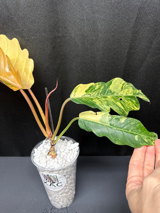 Philo. Caramel Marble