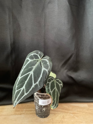 Anthurium Pap Skg Red Crystal X Doc. Block Michelle