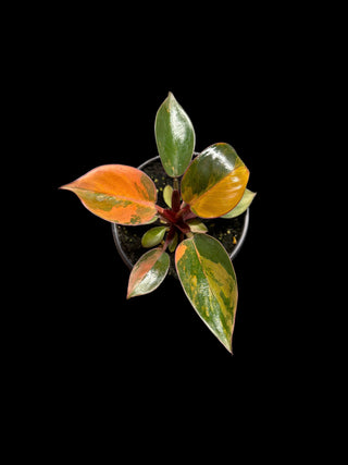 Philodendron Red Congo Variegated