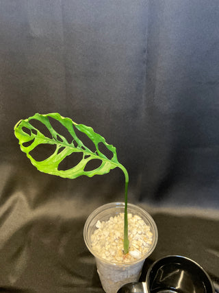 Monstera Obliqua 4" Pot - 1 Leaf