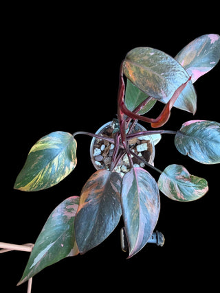 Philodendron Fire Princess