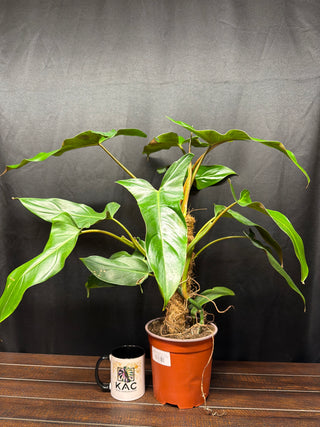 Philodendron Mexicanum 7" Totem