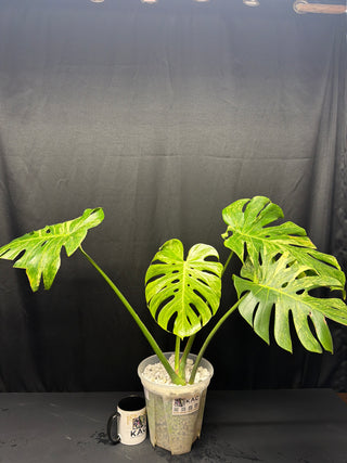 Monstera Ocean Mint