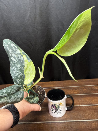 Scindapsus Maharlika