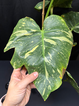 Monstera Thai Constellation Tri Color(ish) Mutation