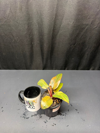 Philodendron Variegated Black Cardinal 4"