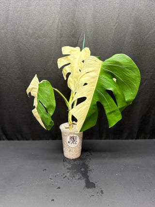 Monstera Albo Sectoral