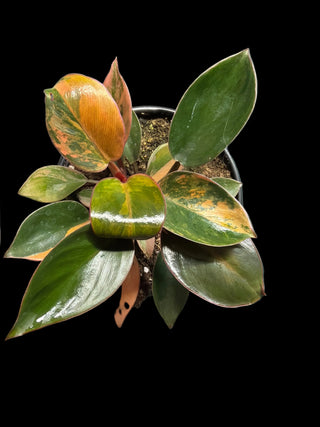 Philodendron Red Congo Variegated