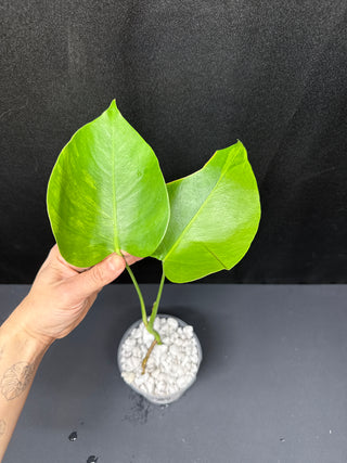 Monstera Green on Green