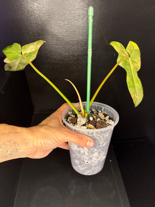 Philodendron 'Jenifer' Florida Beauty x Billie 3 Leaves