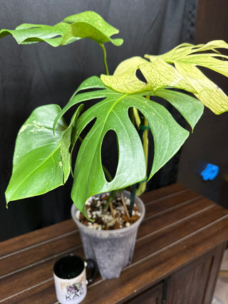 Monstera White Monster