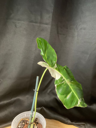 Philodendron Pariso Verde Albo 5.5" Pot - 1 Leaf