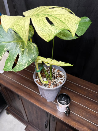 Monstera White Monster