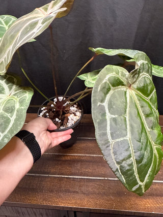 Anthurium Black Widow x Michelle x Zara