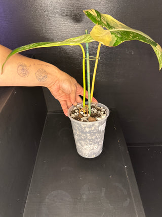 Philodendron 'Jenifer' Florida Beauty x Billie -2 Leaves
