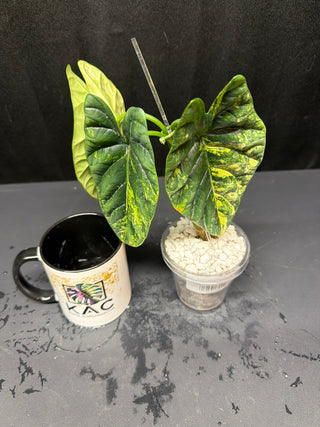 Alocasia Quilted Dreams/Sinuata Variegated - Large