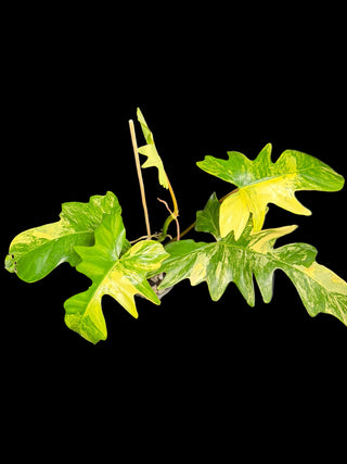 Philodendron Florida Beauty x Mayoi