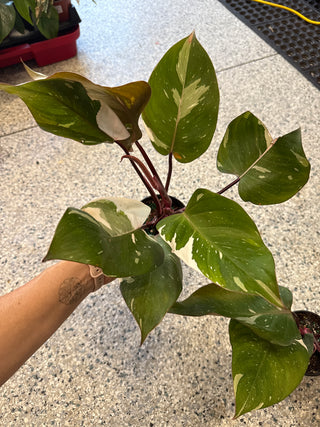 Philodendron Red Anderson 4"