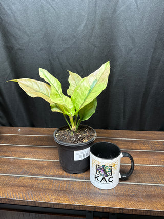 Anthurium Renaissance Tricolor