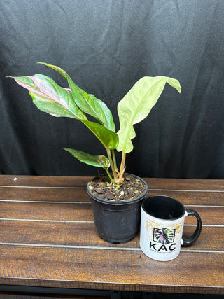 Anthurium Renaissance Tricolor