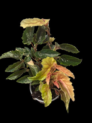 Begonia - Ginny Galaxy - 4"