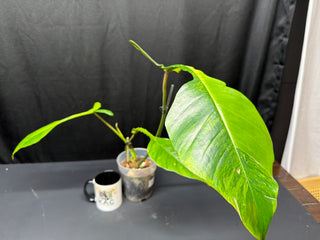 Philodendron Joepii GoG