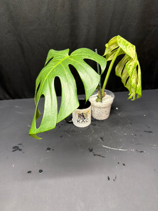 Monstera White Monster - 2 Leaf Top Cut
