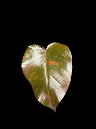 Philodendron Orange Princess