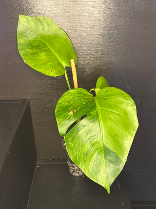Monstera 'GoG' (Green on Green) 3 leaves