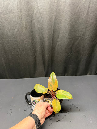 Philodendron Variegated Black Cardinal 4"